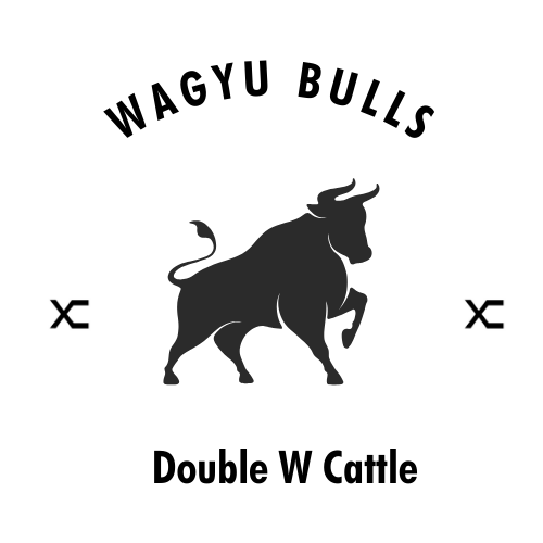 Wagyu Bulls for Sale